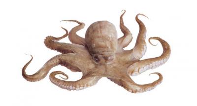 Bạch tuộc tươi sống 2-3 con/kg