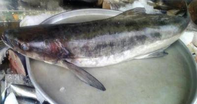 Bán Cá Bớp Tươi Giá Sỉ Tại TP.HCM – Cung Cấp Uy Tín, Giao Hàng Nhanh