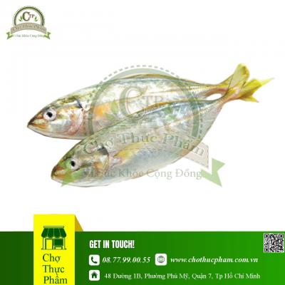 Cá Bạc Má Đông Lạnh