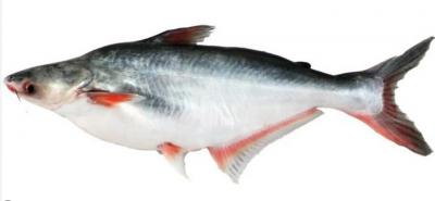 Cá basa sống nuôi thiên nhiên Size 2-2,5 kg/con