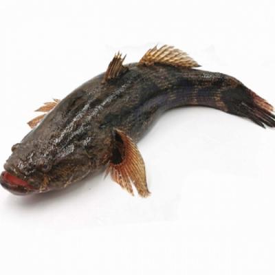 Cá bống cát tươi sống bổ dưỡng