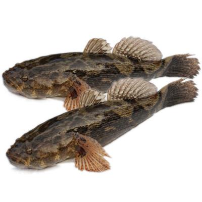 Cá bống tượng tươi sống đã làm sạch, giá tốt Size 0,7-1 kg/con