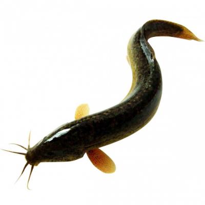 Cá chạch lấu (chạch bông) sống nuôi an toàn Vietgap Size 300-400 gr/con