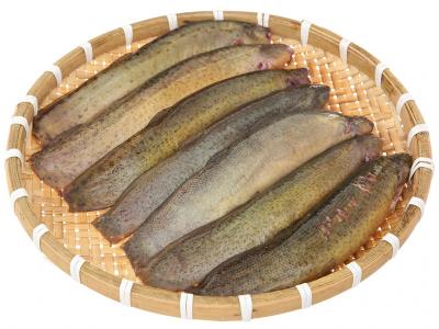 Cá chạch quế (chạch sụn) mới đánh bắt, đã làm sạch Size 6-7 con/kg