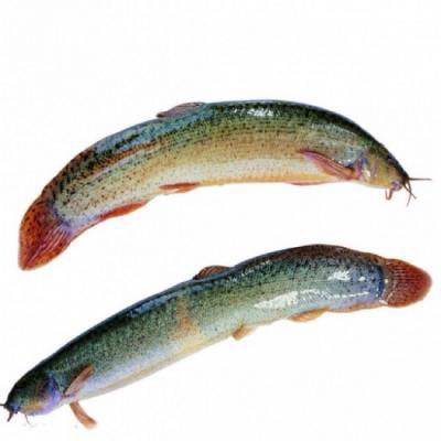 Cá chạch quế (chạch sụn) sống, giá tốt Size 8-10 con/kg