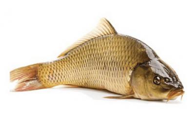 Cá chép sống mới đánh bắt an toàn thơm ngon Size 1-1,5 kg/con