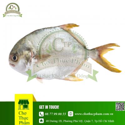 Cá Chim Trắng Biển