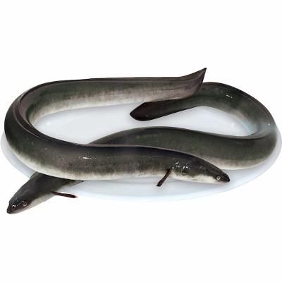 Cá chình thiên nhiên sống vừa đánh bắt Size 1-1,5 kg/con