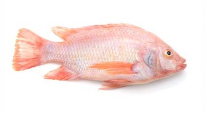 Cá điêu hồng đã làm sạch giá tốt Size 0,5-1 kg/con