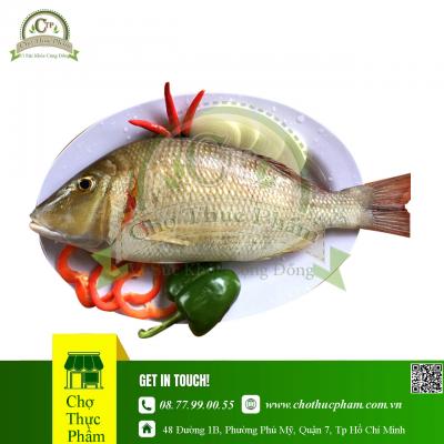 Cá Gáy Đông Lạnh