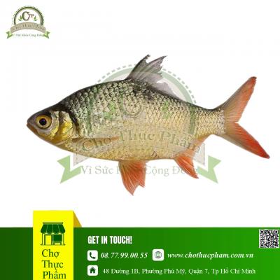 Cá He Muối Lạt Đông Lạnh