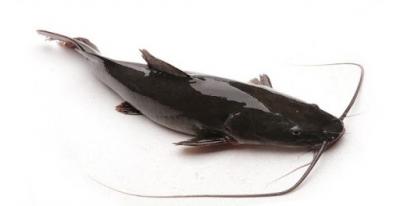 Cá lăng đen sống giá tốt, bổ dưỡng Size 1,5-2 kg/con