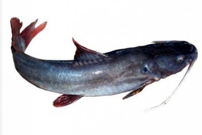 Cá lăng đuôi đỏ đã làm sạch, sản phẩm an toàn Vietgap Size 2,5-3 kg/con