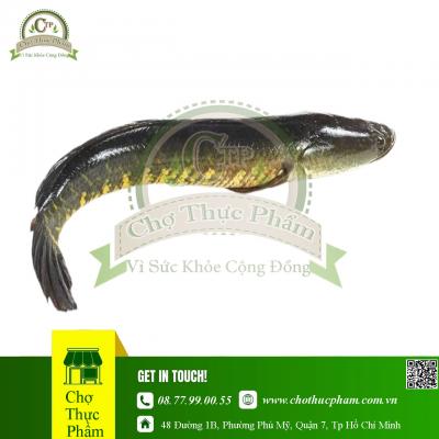 Cá Lóc Đông Lạnh