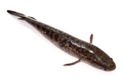 Cá lóc thiên nhiên sống loại 1 Size 0,5-1 kg/con