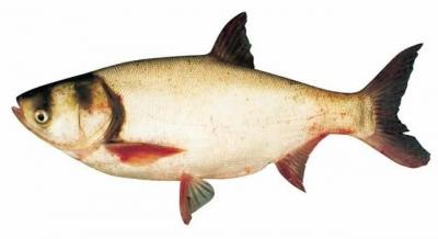 Cá mè sống đã làm sạch, nuôi an toàn Vetgap Size 2-2,5 kg/con