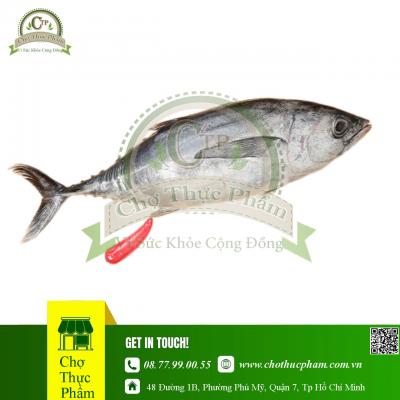 Cá Ngừ Bông Đông Lạnh