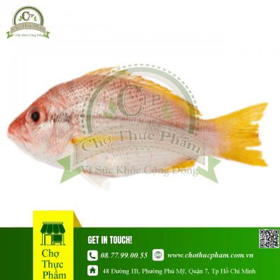 Cá Phèn Râu Đông Lạnh