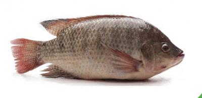 Cá rô sống mới đánh bắt, giá tốt Size 2-3 con/kg