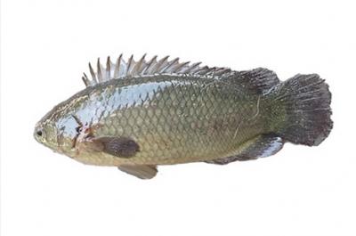 Cá rô sống mới đánh bắt, giá tốt Size 3-4 con/kg