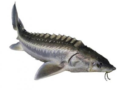 Cá tầm sống loại 1 Size 3,5-4 kg/con