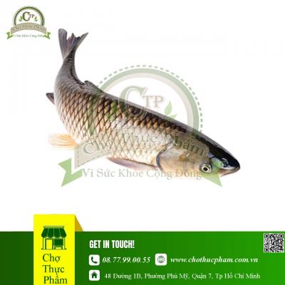 Cá Trắm Cỏ Đông Lạnh