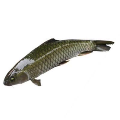 Cá trắm đen còn sống, vừa đánh bắt Size 3-4 kg/con