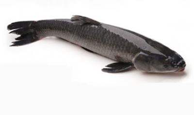 Cá trắm đen làm sạch cắt khoanh (đầu và đuôi) Size 1.5-2 kg/đầu