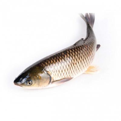 Cá trắm trắng (trắm cỏ)sống giá tốt hom nay Size: 7-8 kg/con