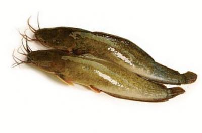 Cá trê vàng thiên nhiên còn sống, giá tốt Size 400-600 gr/con