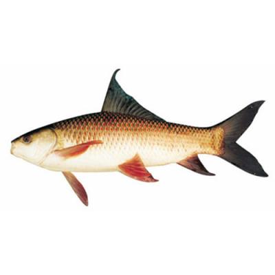 Cá trôi đã làm sạch thịt thơm ngon bổ dưỡng Size 2-2,5 kg/con