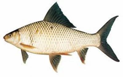 Cá trôi đã làm sạch thịt thơm ngon bổ dưỡng Size 3-3,5 kg/con