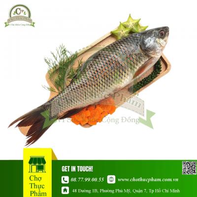 Cá Trôi Đông Lạnh