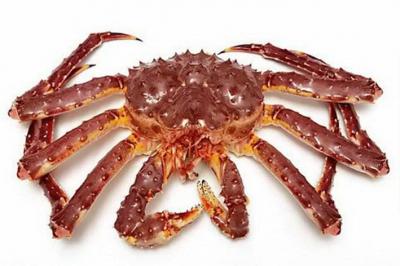 Cua hoàng đế sống gãy 1-3 chân size 3-3,5 kg/con