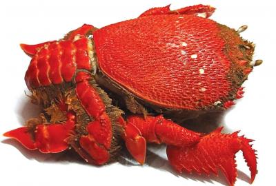 Cua huỳnh đế sống, đánh bắt tự nhiên 500-700 gr/con