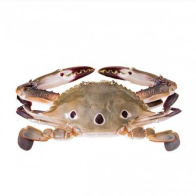 Ghẹ ba chấm tươi sống loại 1 giá tốt size 5-6 con/kg
