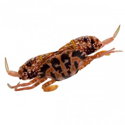 Ghẹ đỏ sống loại 1 giá tốt size 5-6 con/kg