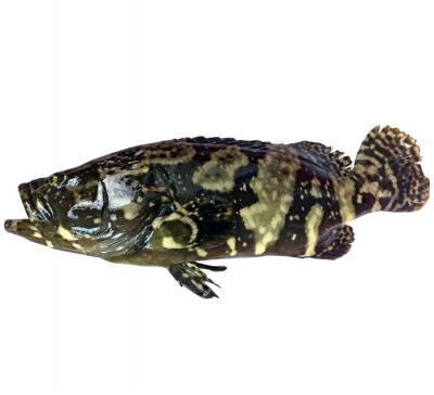 Giá cá bống mú cho bình điền