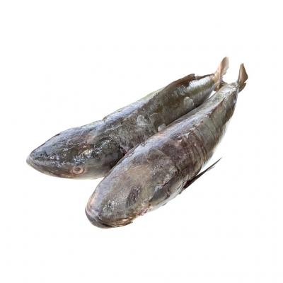 Giá cá bớp tại chợ bình điền