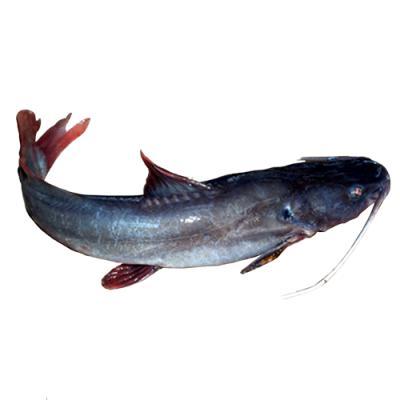 Giá cá lăng đuôi đỏ hôm nay