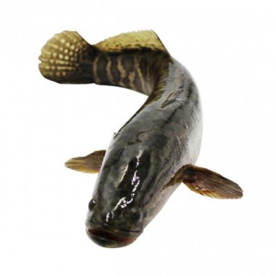 giá cá lóc nuôi hôm nay