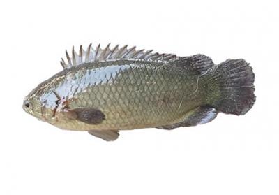 Giá cá rô phi ngày hôm nay