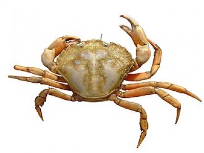 Giá cua đồng tại tphcm