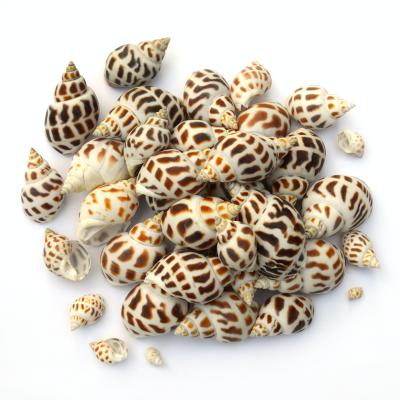 Giá ốc hương chợ bình điền