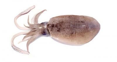 Mực lá đại dương đông lạnh 3-4 kg/con