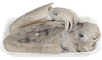 Mực nang tươi giá tốt size 8-10 con/kg