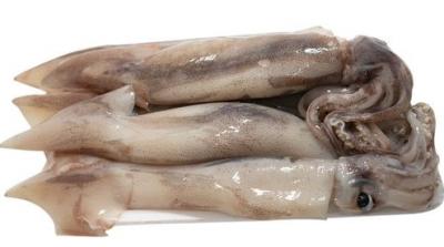 Mực sim đông lạnh Loại nhỏ