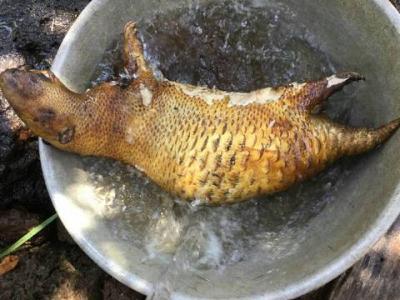 Thịt Nhím Làm Sẵn