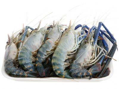 Tôm càng xanh (tôm lóng) Size 6-8 con