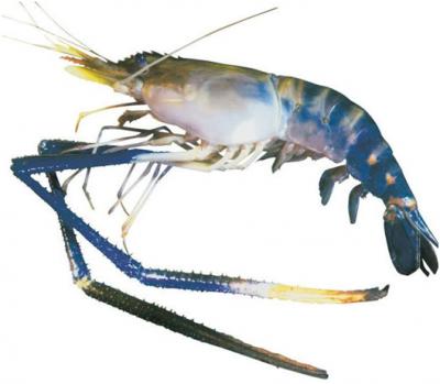 Tôm càng xanh (tôm lóng) tươi sống giá tốt 8-10 con/kg